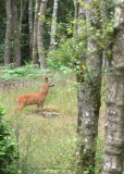 Roe Deer - a young buck