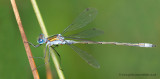 Emerald damsefly with water mite parasites on its thorax