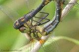 mating Black Darters - a closer look