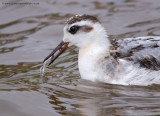 grey_Phalarope_140911d.jpg