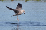 Lesser Black-backed Gull