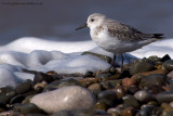 Sanderling