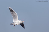 Black-headed Gull