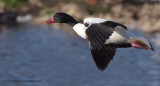 Shelduck