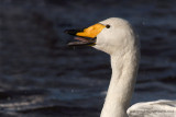 Whooper Swan