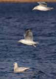 Iceland Gull