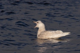 Iceland Gull