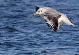 Black-headed Gull