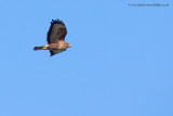 Common Buzzard