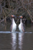 Great Crested Grebe