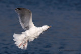 Herring Gull