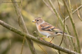 Brambling