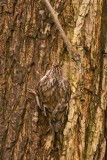 treecreeper_170312c.jpg