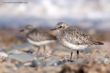 Grey Plover