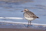 Grey Plover