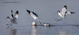 Avocet