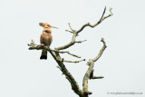 Hoopoe