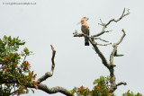 Hoopoe