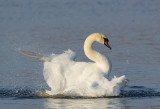 Mute Swan