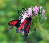 Smalsprtad bastardsvrmare - Zygaena osterodensis.jpg