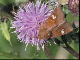 Flckat stamfly - Amphipoea oculea - .jpg