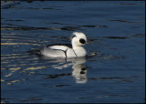 Salskrake - Smew - Mergellus albellus -jpg