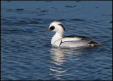 Salskrake - Smew - Mergellus albellus - .jpg