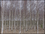 Birch.jpg