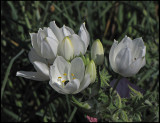 Ornithogalum arabicum - Black Pearl Lily .jpg