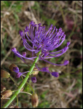 Muscari comosum - Fjderhyacint.jpg