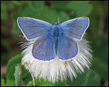 Polyommatus icarus - Puktrneblvinge , males.jpg