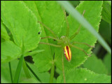 Grn bladspindel. - Micrommata virescens, hanne  .jpg