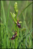 Ophrys insectifera - Fly Orchid - Flugblomster.jpg