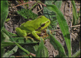 Lvgroda - Hyla arborea - .jpg