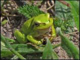 Lvgroda - Hyla arborea - .jpg