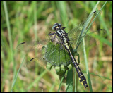 Gomphus vulgatissimus - Common Clubtail - Sandflodtrollslnda.jpg