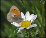  Kamgrsfjril - Coenonympha pamphilus jpg