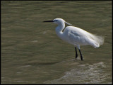 Little Egret - Silkeshger.jpg