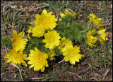 Adonis vernalis - Vradonis  - .jpg