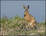 Brown Hare - Lepus europaeus - Flthare.jpg
