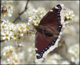 Sorgmantel - Camberwell Beauty - Nymphalis antiopa .jpg