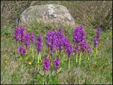 Early Purple Orchid - Orchis Macula - St. Pers nycklar.jpg