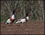 Gravand - Shelduck  (male and female)- Tadorna tadorna .jpg