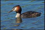 Great Crested Grebe  - Skggdopping.jpg