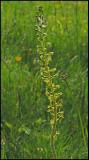 Listera ovata - Common Twayblade - Tvåblad 1.jpg