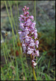 Gymnadenia conopsea - Fragrant Orchid - Brudsporre.jpg