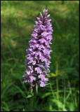 Jungfru Marie nycklar - Dactylorhiza maculata .jpg
