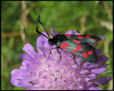 Sexflckig bastardsvrmare - Zygaena filipendulaee.jpg