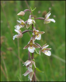 Krrknipprot - Epipactis palustris .jpeg