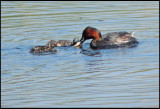 Little Grebe . Smdopping.jpg